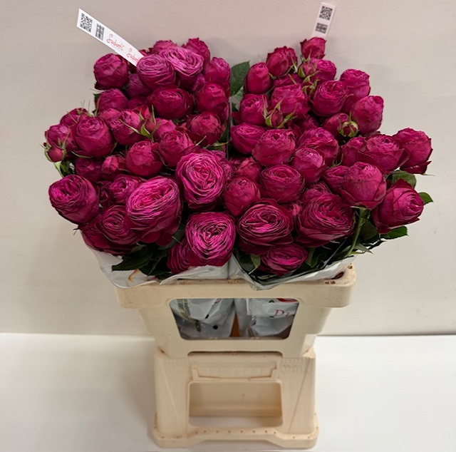 Rosa tros dima bombastic SB.jpg